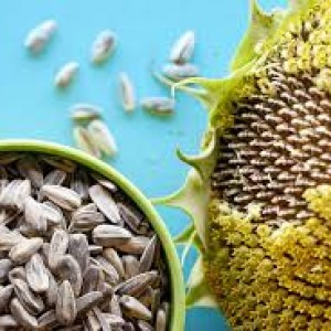 Sunflower seeds