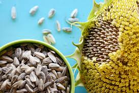 Sunflower seeds