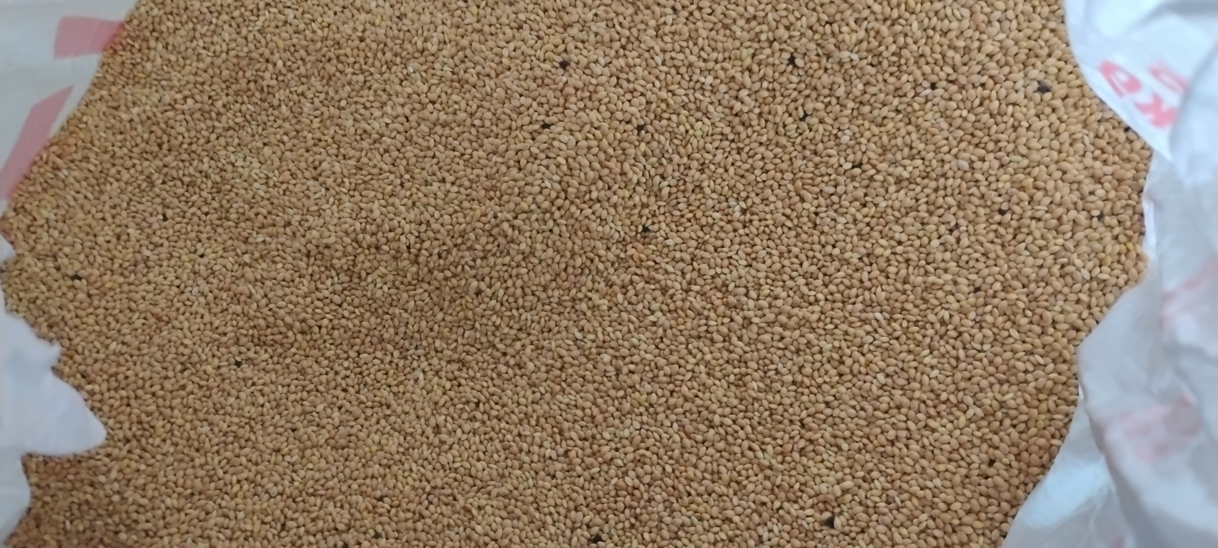 Foxtail millet(કાંગ)