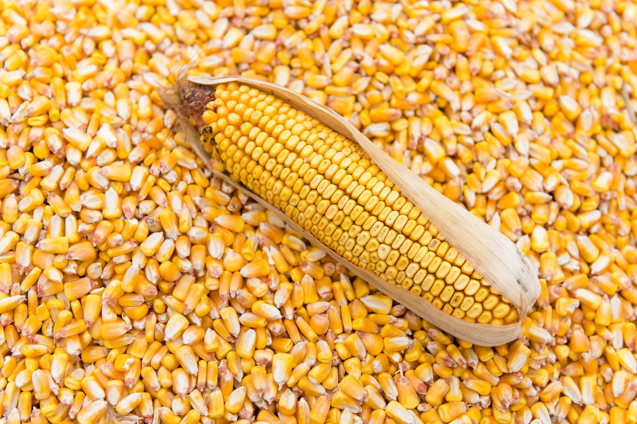 Dry Maize