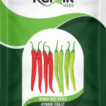 chiili seeds