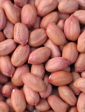 Groundnuts seed/kernels