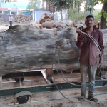 Timber wood
