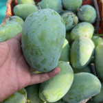 organic mango farming