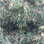 organic mango farming