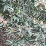 organic mango farming