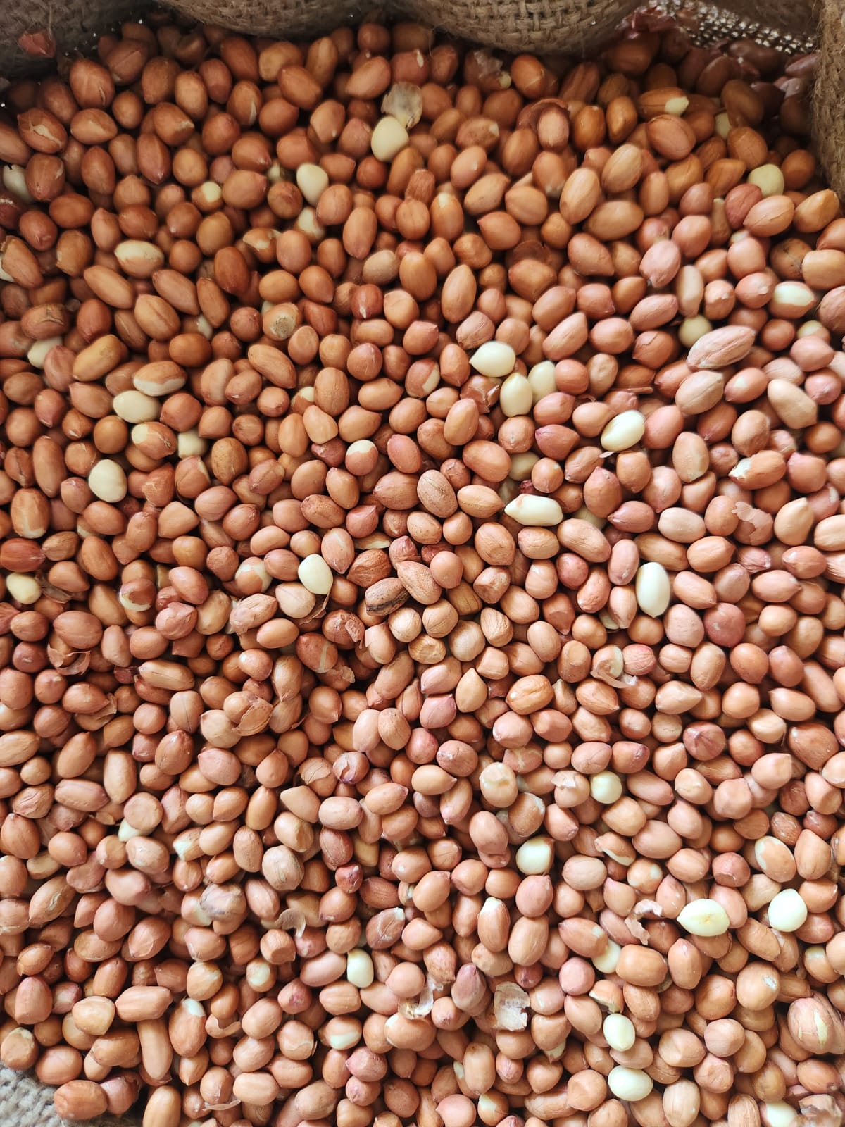 PEANUTS/GROUNDNUTS