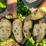 frozen French fries, crispy potato wedges, and versatile dehydrated potato flakes