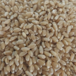 Agriculture Products
