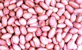 Seeds