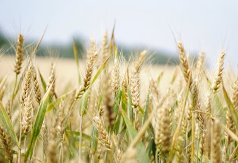 Farming of Agriculture Products