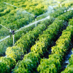 Irrigation System