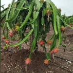 Manufacturer of Dragon Fruit Plant.