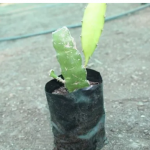 Manufacturer of Dragon Fruit Plant.