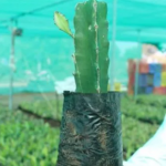Manufacturer of Dragon Fruit Plant.