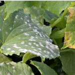 Agri land Biotech