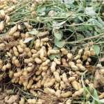 Groundnut & Cotton Farming