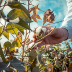 Groundnut & Cotton Farming