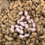 Farming of Groundnut