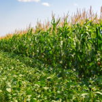 Farming of Cotton,Castor Seed,Urad,wheat, soyabean.