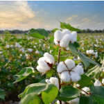 Farming of Cotton,Castor Seed,Urad,wheat, soyabean.