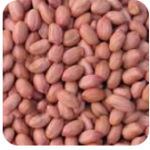 Farming of Groundnut
