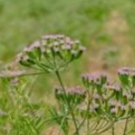 Farming of pomegranate, castor seeds, Cumin , Cotton