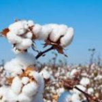Farming of pomegranate, castor seeds, Cumin , Cotton