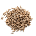 Farming of Cumin & Wheat
