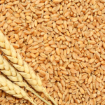 Farming of Cumin & Wheat