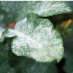 Pesticides & Fertilizer