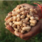 Farming of Groundnut
