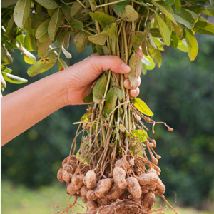 Farming of Groundnut