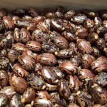 Farming of Cotton,Castor Seed,Urad,wheat, soyabean.