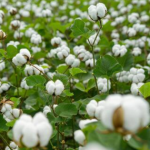 Farming of Cotton,Castor Seed,Urad,wheat, soyabean.