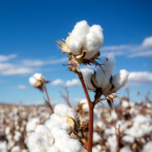 Farming of Cotton,Castor Seed,Urad,wheat, soyabean.