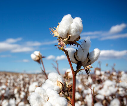Farming of Cotton,Castor Seed,Urad,wheat, soyabean.