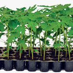 Agriculture (banana plant, papita plant)