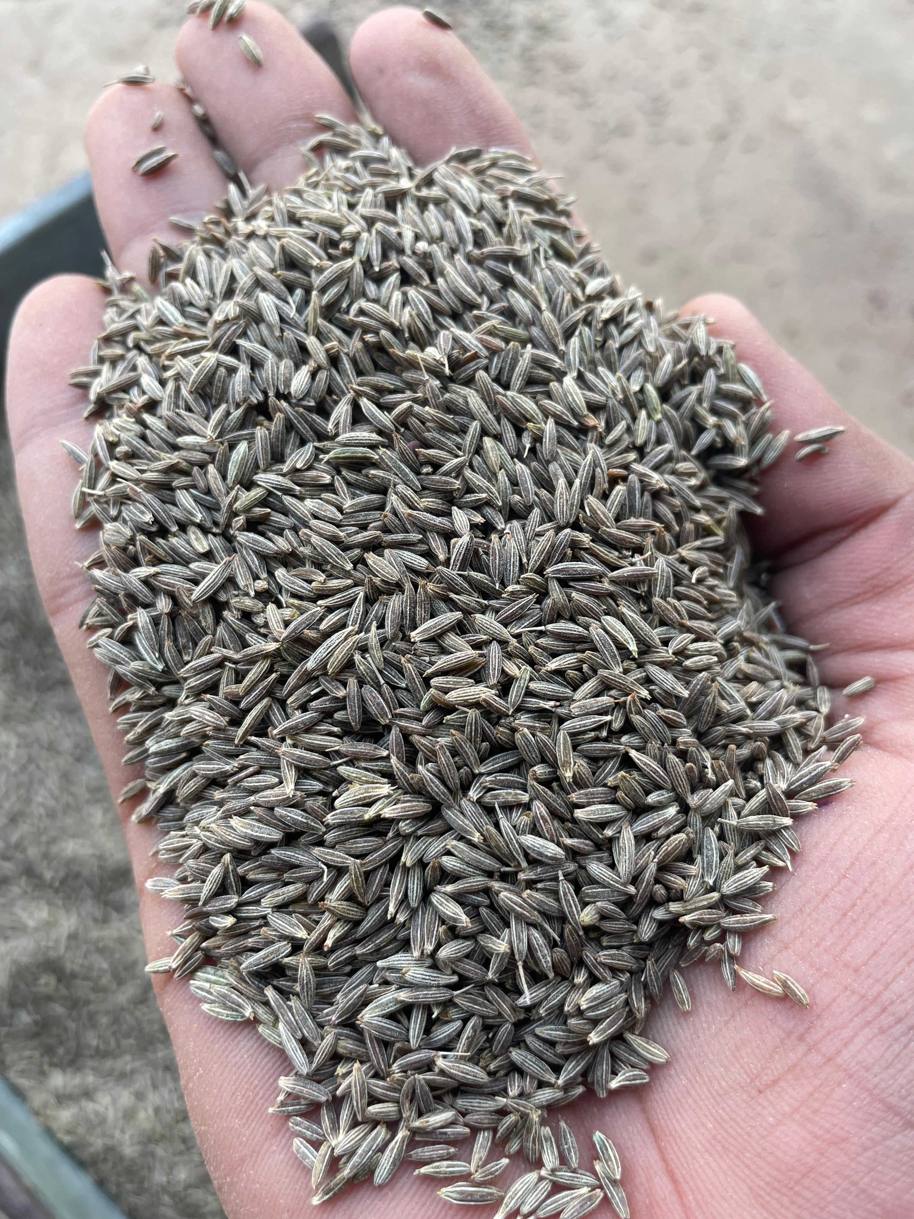 Cumin Seeds