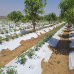 Plastic Film , Plastic Film & Agri mulching film