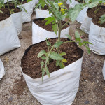 Plastic Film , Plastic Film & Agri mulching film