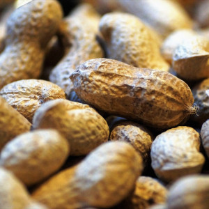 Farming of Groundnut