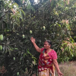 Mango Farm & Organic Products