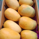 Mango Farming