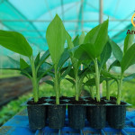 Banana plants